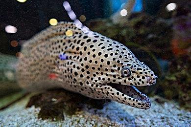 《怪物猎人：崛起》新内容：防具‘公会十字系列’与护石‘家传护石’